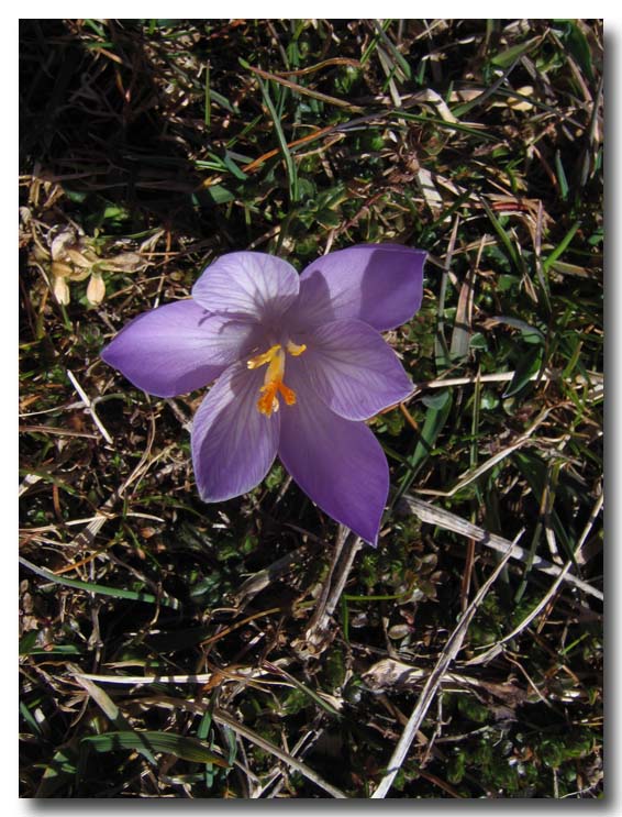 Crocus neapolitanus / Zafferano napoletano